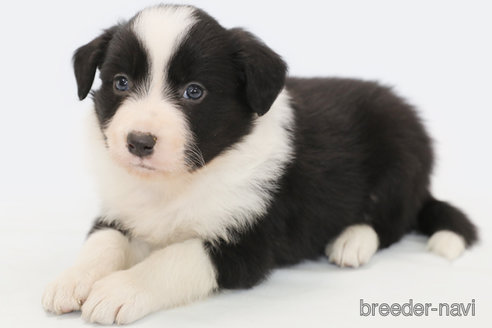 成約済の神奈川県のボーダーコリー-359941の2枚目